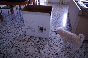 Gizmo is checking out the package - nothing for me? Gizmo is checking out the package - nothing for me?