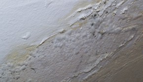 Fluffy mold Fluffy mold