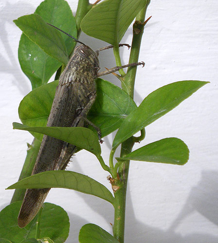 The grasshopper liked our lemon tree The grasshopper liked our lemon tree