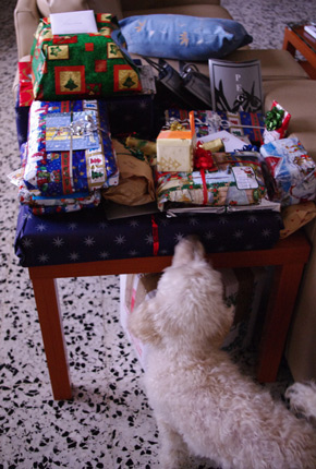 Gizmo is checking out the christmas gifts